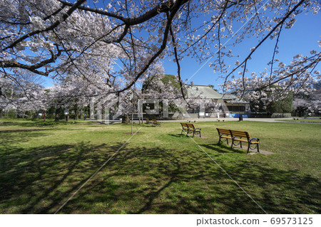 櫻花盛開的小金井公園：花園前的開放空間和背景中的舊古香傳 69573125