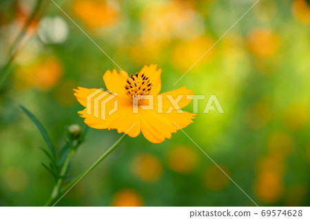  黃波斯菊 69574628