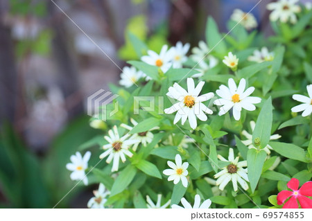 Zinnia Flower 69574855