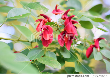 American Flower of Deigo 69574856