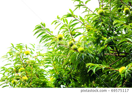 Autumn taste of Shiga prefecture, chestnut tree scenery, chestnuts, autumn, season [September] 69575117