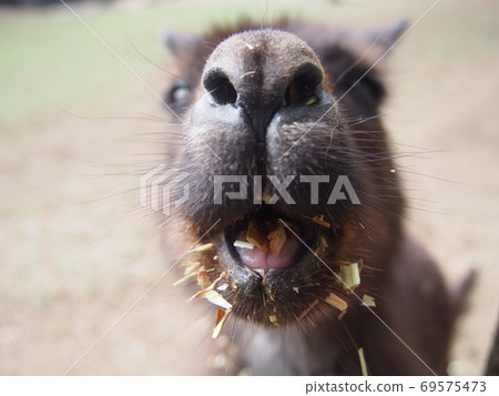 Do-up kangaroo Do-up kangaroo 69575473