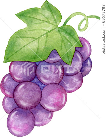 帶有葉子的可愛葡萄(1 串)的水彩插圖 帶有葉子的可愛葡萄(1 串)的水彩插圖 69575798