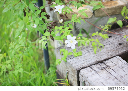 鐵線蓮花 鐵線蓮花 69575932
