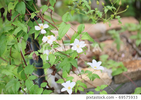 鐵線蓮花 鐵線蓮花 69575933