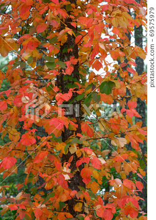 Autumn leaves of poison ivy 69575979