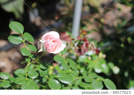 Rose innocent pink rose Rose innocent pink rose 69577023