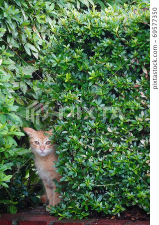 躲在柵欄縫隙中的雨淋茶老虎小貓 69577350