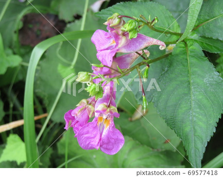 Flowers Flowers 69577418
