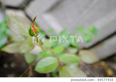 Cute red rose buds Cute red rose buds 69577458