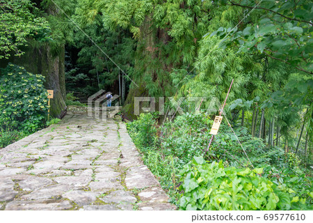 從和歌山縣熊野古道大前坂走過情侶杉的人 照片素材 圖片 圖庫