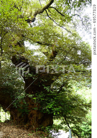 Hakui's big shi Hakui's big shi 69577819