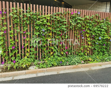 Morning glory in the city 69578222