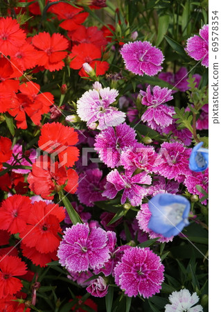 Spring Flower Field Spring Flower Field 69578354