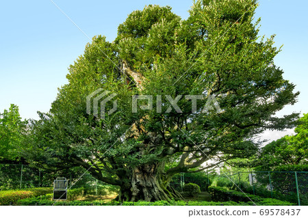 港區高輪市前細川房屋的什葉派 港區高輪市前細川房屋的什葉派 69578437