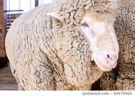Sad kulunda breeding sheep. Muzzle sharing. Meat and fur farm production. Animal head. Closeup portrait staring 69578468
