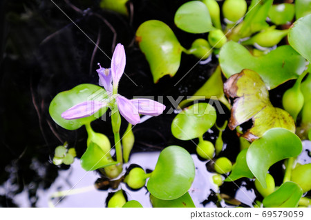 Water hyacinth before the flowers open Water hyacinth before the flowers open 69579059