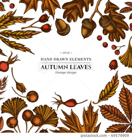 Colored elements design with fern, dog rose, rowan, ginkgo, maple, oak, horse chestnut, chestnut Colored elements design with fern, dog rose, rowan, ginkgo, maple, oak, horse chestnut, chestnut 69579909