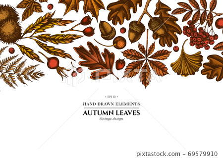 Colored elements design with fern, dog rose, rowan, ginkgo, maple, oak, horse chestnut, chestnut Colored elements design with fern, dog rose, rowan, ginkgo, maple, oak, horse chestnut, chestnut 69579910