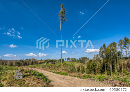 Piled logs of harvested wood in forest 69580372