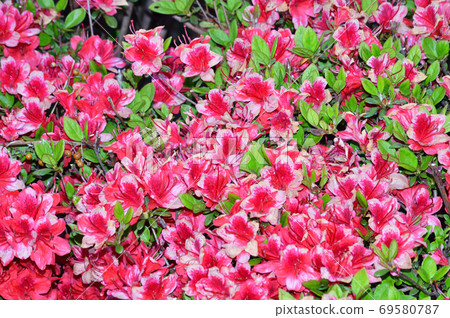 Photograph of a tree presumed to be an azalea that bloomed red flowers in spring 69580787