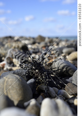 在kk美大島海岸上漂流的Tokkurigangazemodoki 在kk美大島海岸上漂流的Tokkurigangazemodoki 69581810