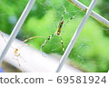Spider webs and spiders on the fence 69581924
