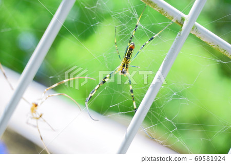 Spider webs and spiders on the fence Spider webs and spiders on the fence 69581924