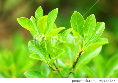 秋天的景色，環境，生態，自然，秋天，綠色的圖像[9月] 69582127