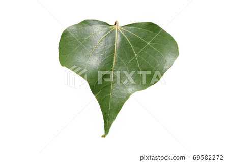 Bodhi leaves close up on a white background. 69582272