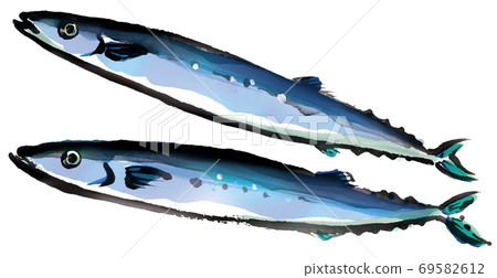 pacific saury with good freshness 1 69582612