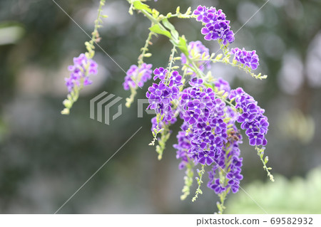 Purple Duranta flower at outdoor 69582932