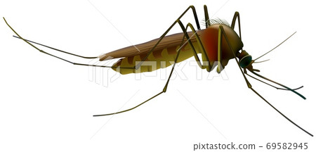 Mosquito 69582945