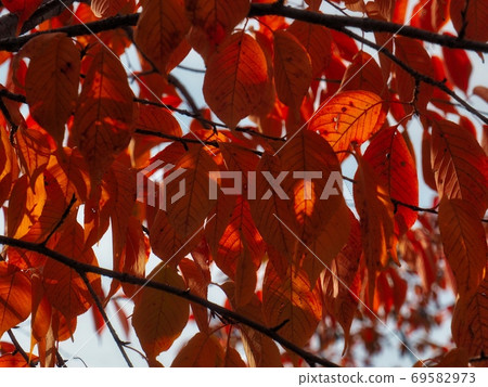 Autumn maple leaf landscape background Autumn maple leaf landscape background 69582973