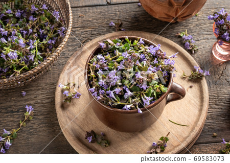 Fresh ground-ivy in a pot 69583073