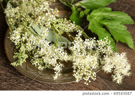 Fresh blooming meadowsweet plant 69583087