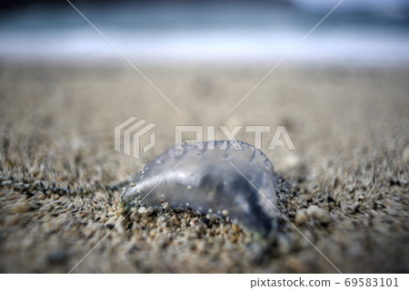 atsu美大島漂流在of美大島海岸 atsu美大島漂流在of美大島海岸 69583101