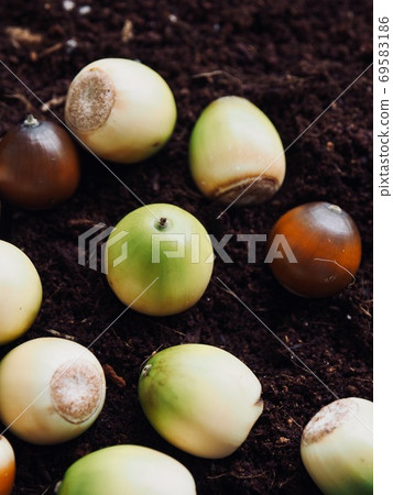 新鮮有機天然橡子背景 新鮮有機天然橡子背景 69583186