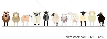 Borders of various sheep 69583292