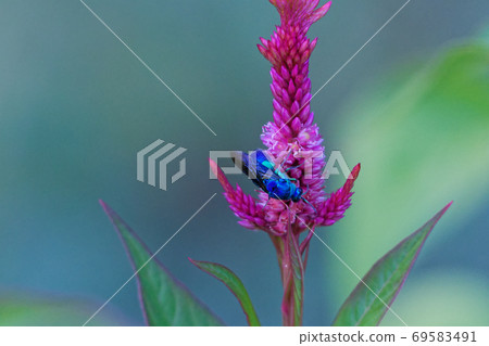 Nogeito and flower-visiting insects Nogeito and flower-visiting insects 69583491