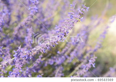 俄羅斯聖人在夏天盛開 俄羅斯聖人在夏天盛開 69583569