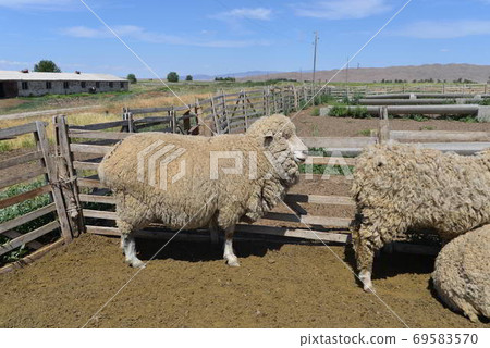 美利奴綿羊身著豐富的羊毛 69583570