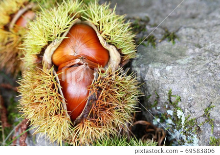 Chestnuts in the sardines 69583806