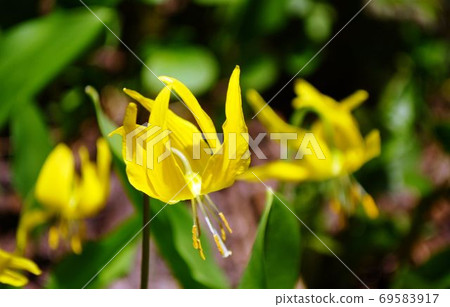 冰川百合盛開 冰川百合盛開 69583917