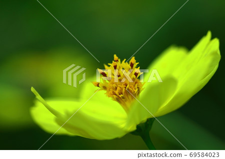 Bloom in the autumn wind Bloom in the autumn wind 69584023