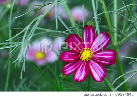 在秋風中綻放 69584043