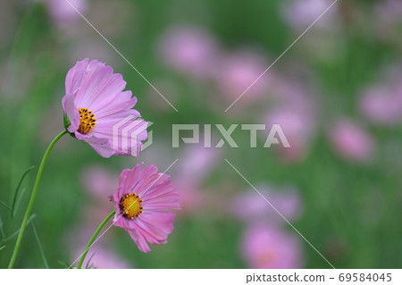 Bloom in the autumn wind 69584045