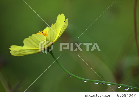 在秋風中綻放 69584047