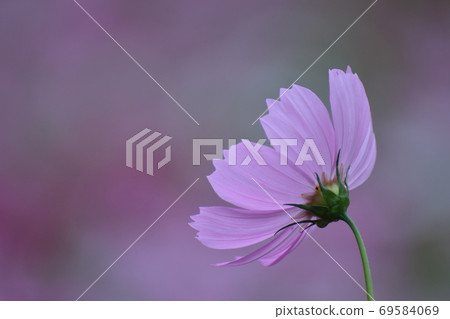 Bloom in the autumn wind 69584069