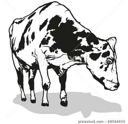 Spotted Milk Cow Spotted Milk Cow 69584834